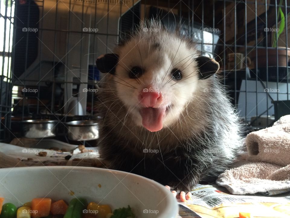 Possum with a Mouthful 