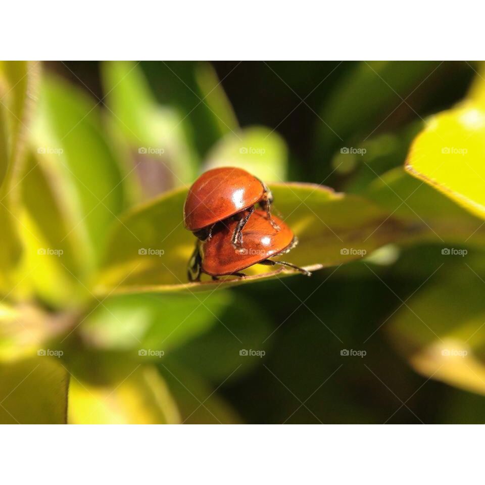 Ladybug 