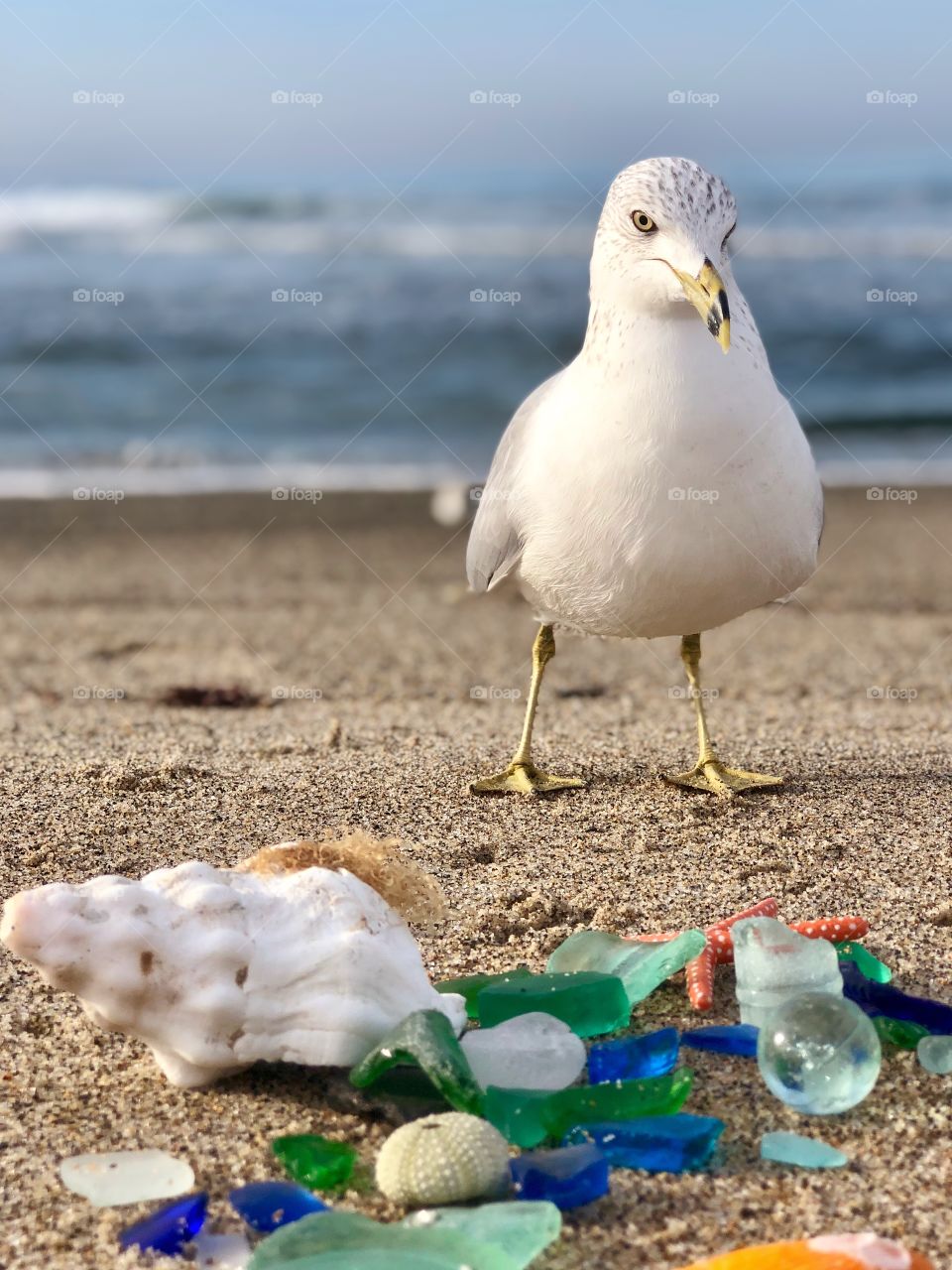 Seagull and his Collection of Beach Glass and Shells! Show us Your Hobby Premium Mission. I collect beach glass and sea shells and love to photograph these treasures in their natural habitat.