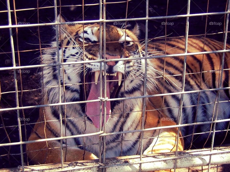 Tiger Yawn