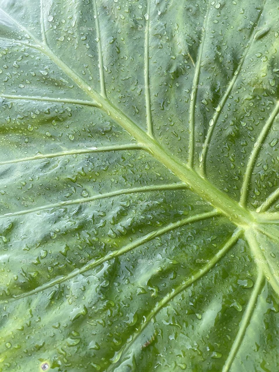 Verde veins. Leaf beliefs 