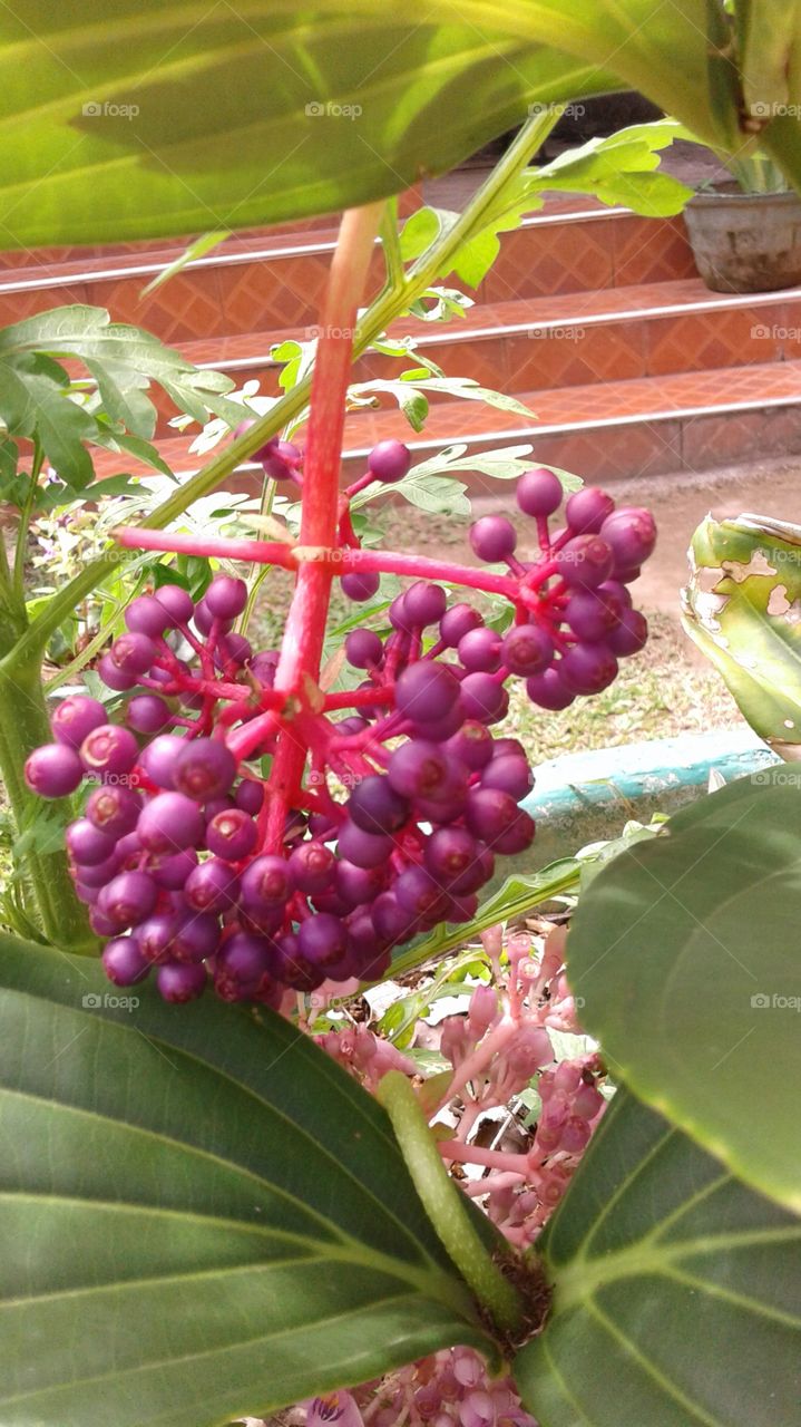Ornamental,pot,red,fruit,branch,nice look,.more