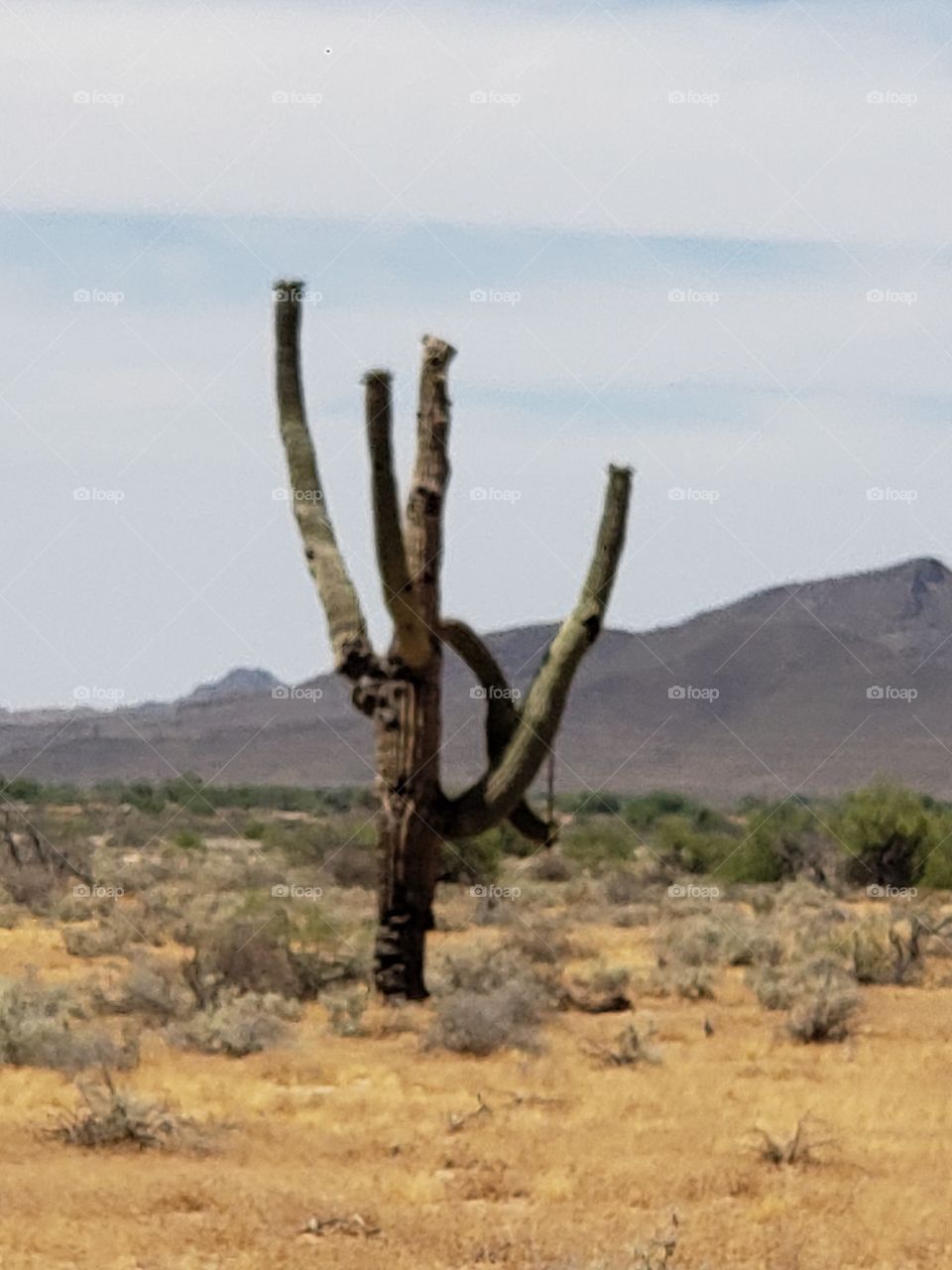 sahuaro cactus