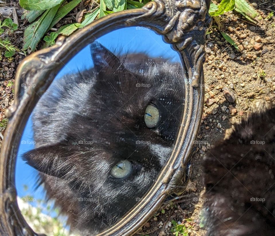 cat in the mirror