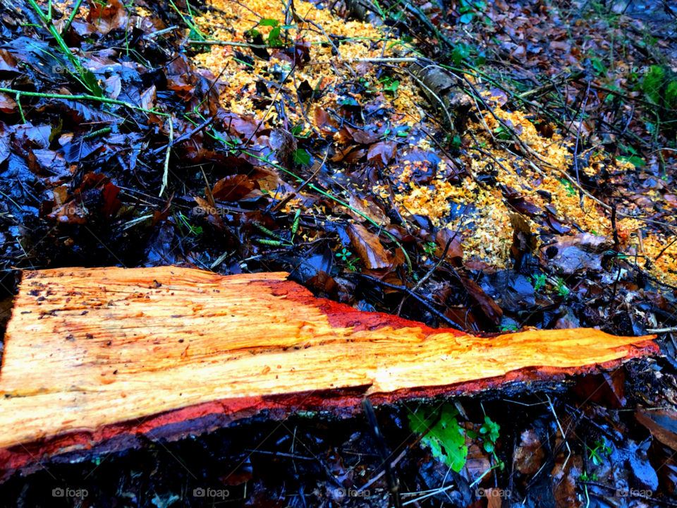 Colours of Wood 4