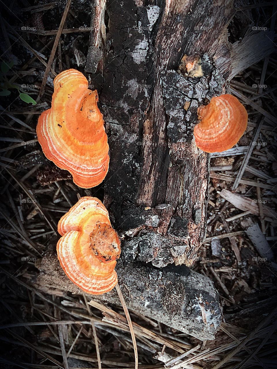 Beautiful orange mushroom group.