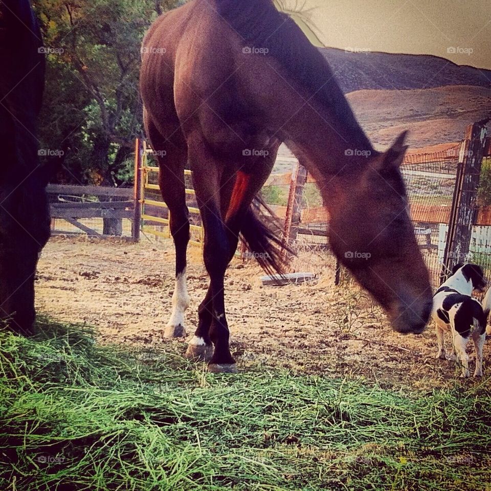 Dinner time on the ranch