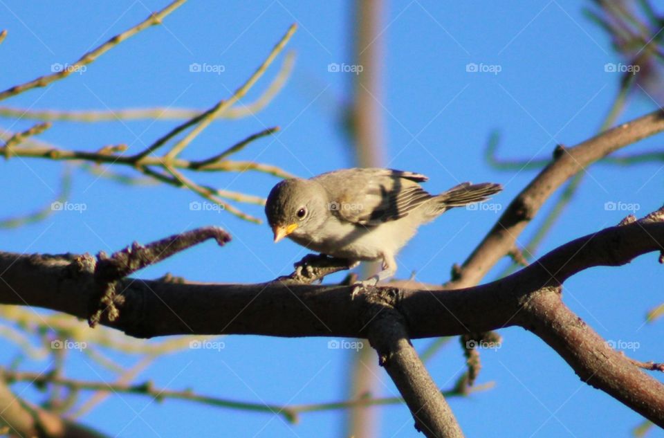 I love this photo. the little/baby bird is just too cute and sweet. though the baby bird looks worried and might looking for parents.