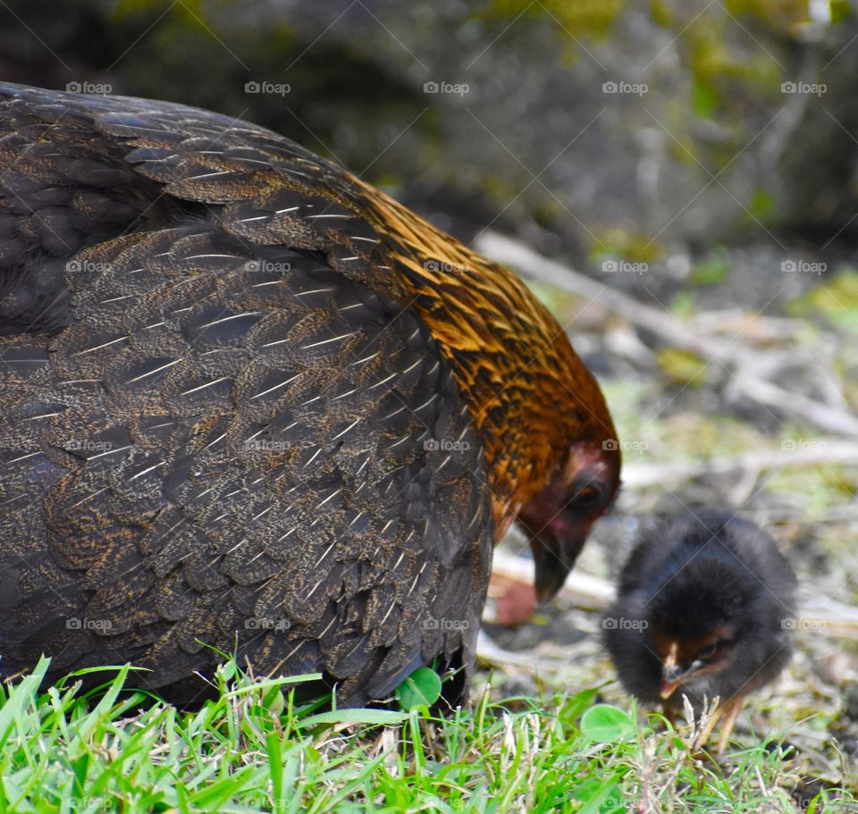 A tender moment with mother hen and chick.