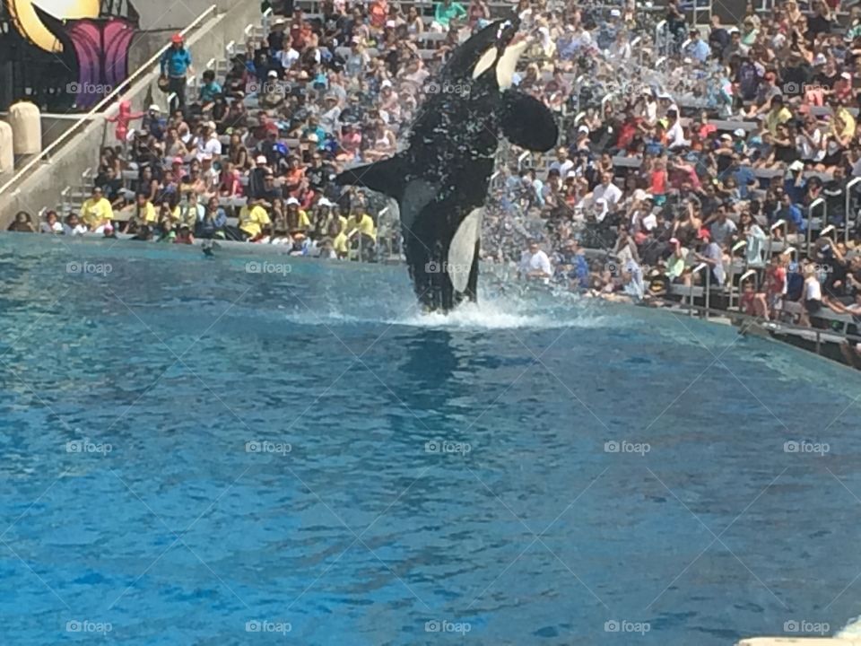 Shamu show