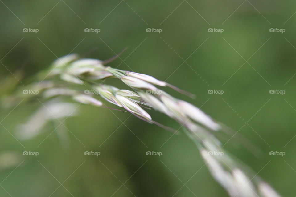 green macro grass grasses by sicksaint77
