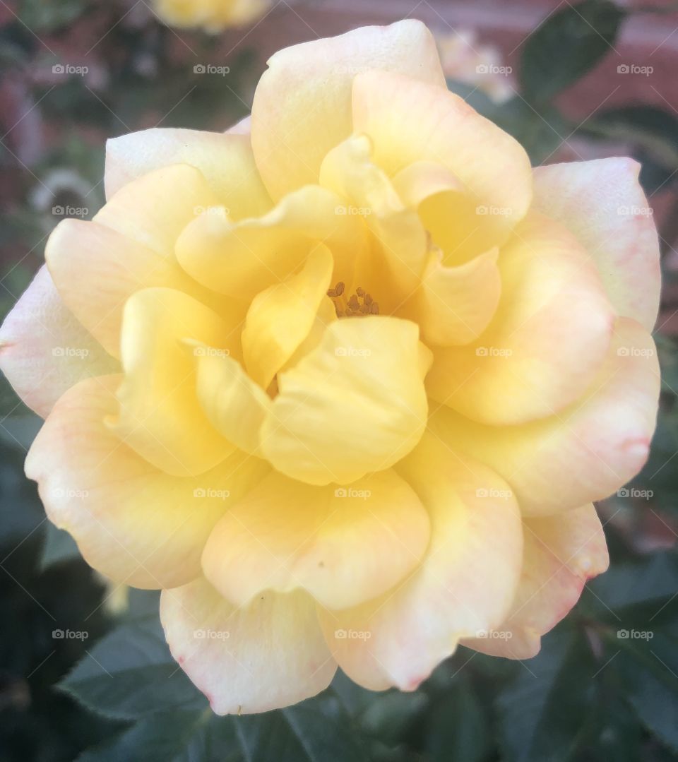 Yellow flower in the garden 