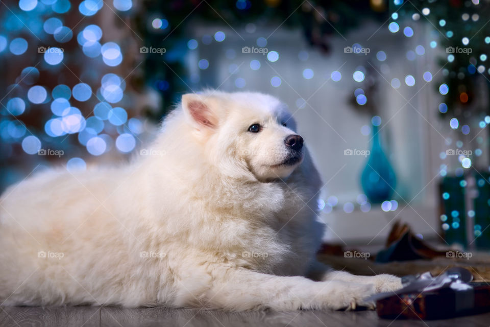 Samoyed dog at Christmas Eve 