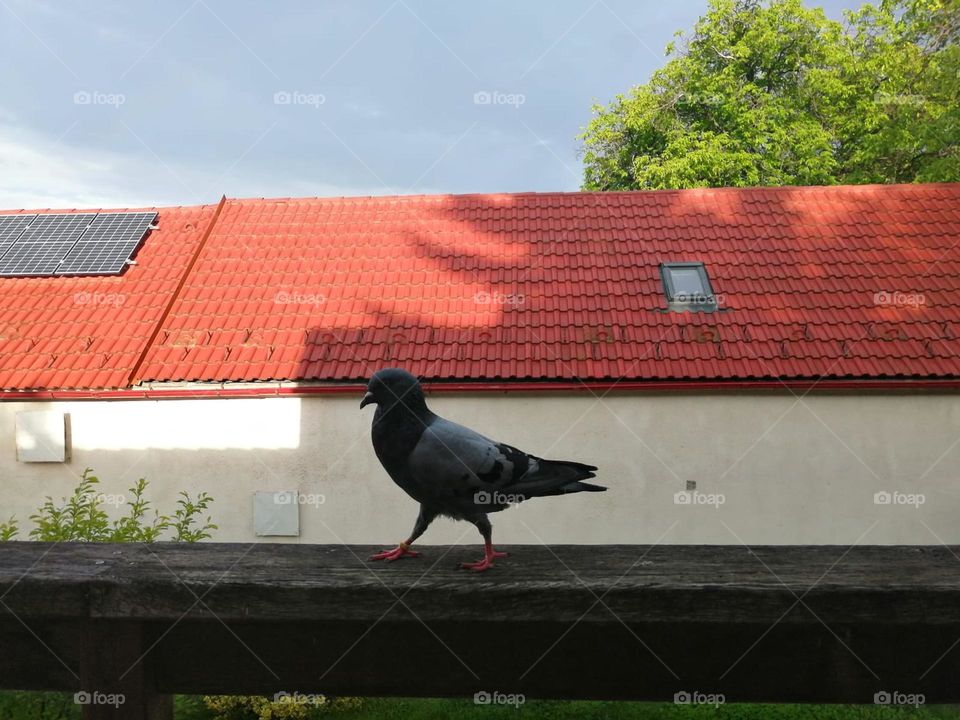 Pigeon