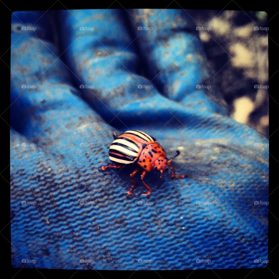 Herman. I found this bug while gardening...he was good luck =)
