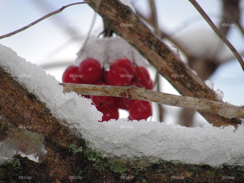 Branch of red berries under the snow