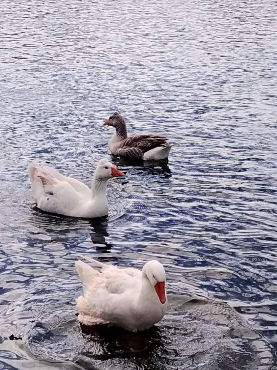 Ducks and Swans in the lake 