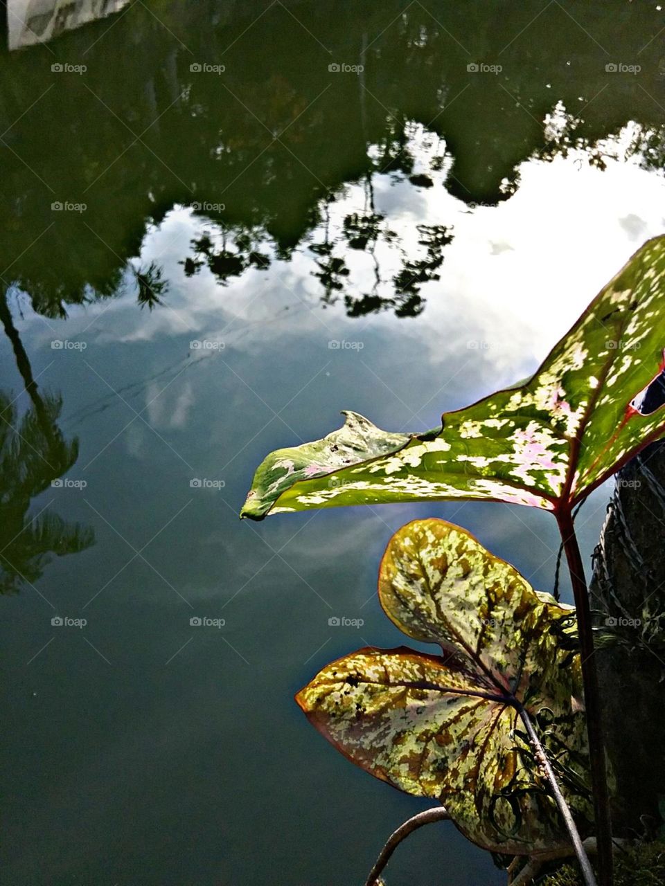 O tinhorão sarapintado olha por seu reflexo no lago.