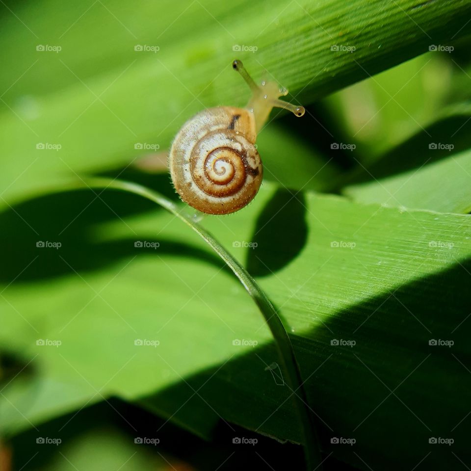 macrophoto of a snail made with phone