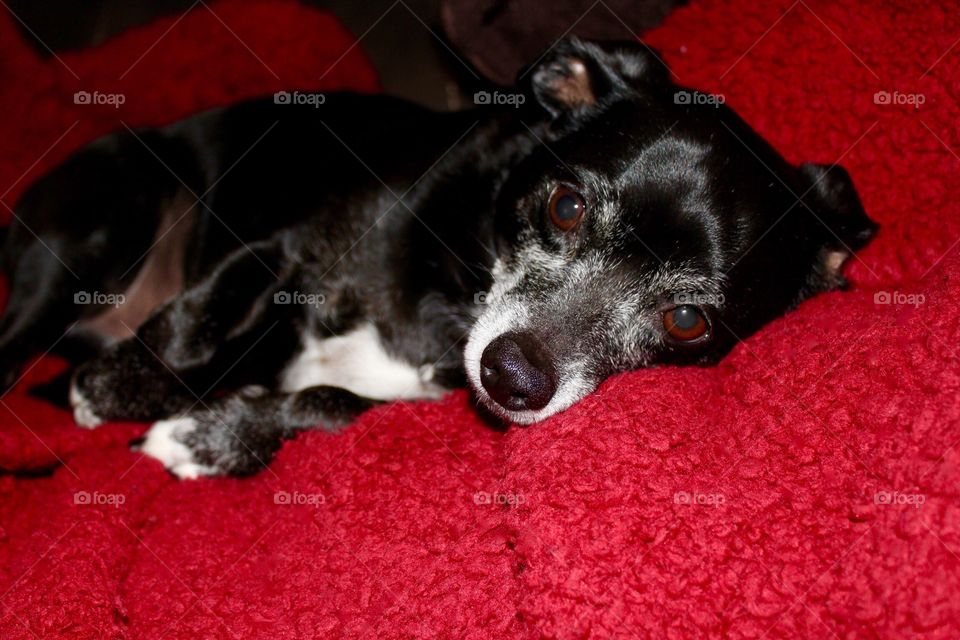 Pooch having a relaxing lazy Sunday on a warm blanket