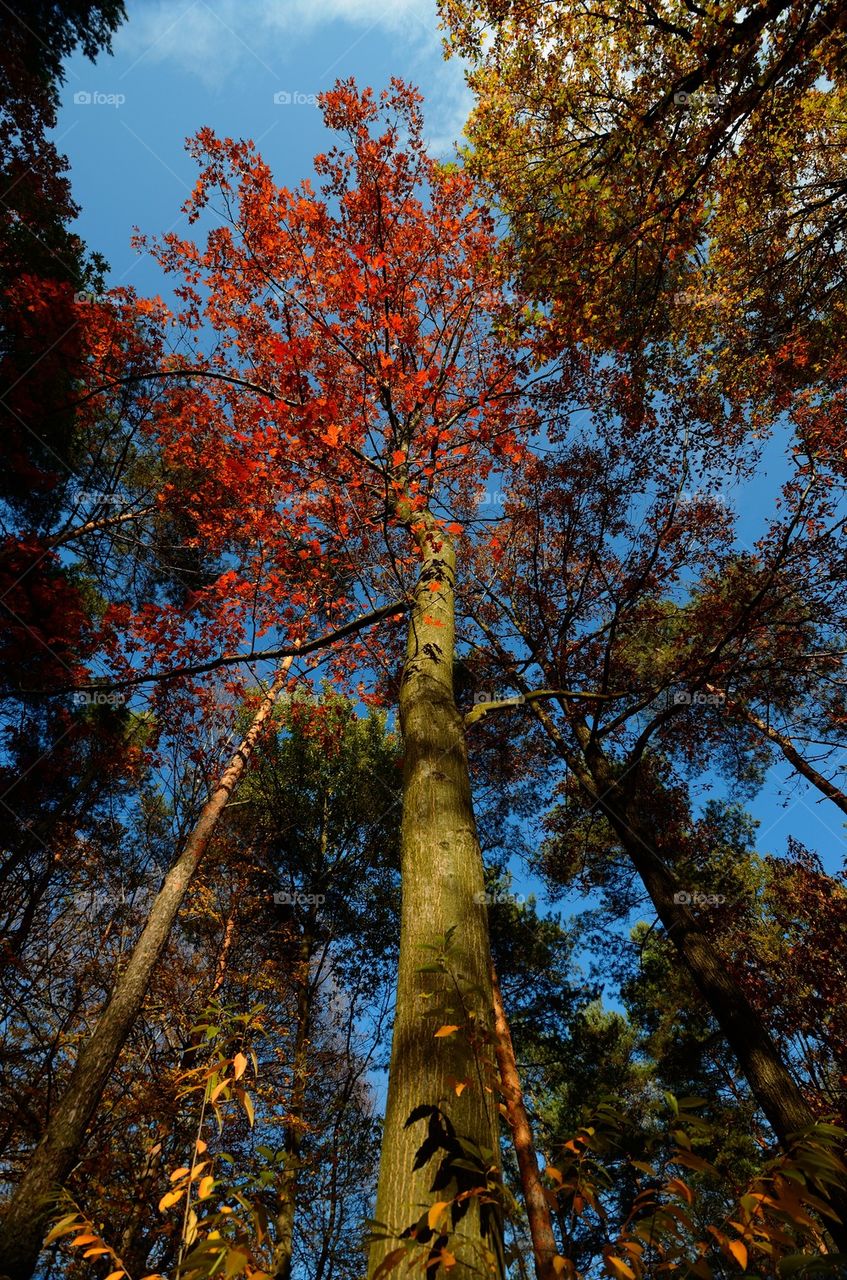 Autumn forest