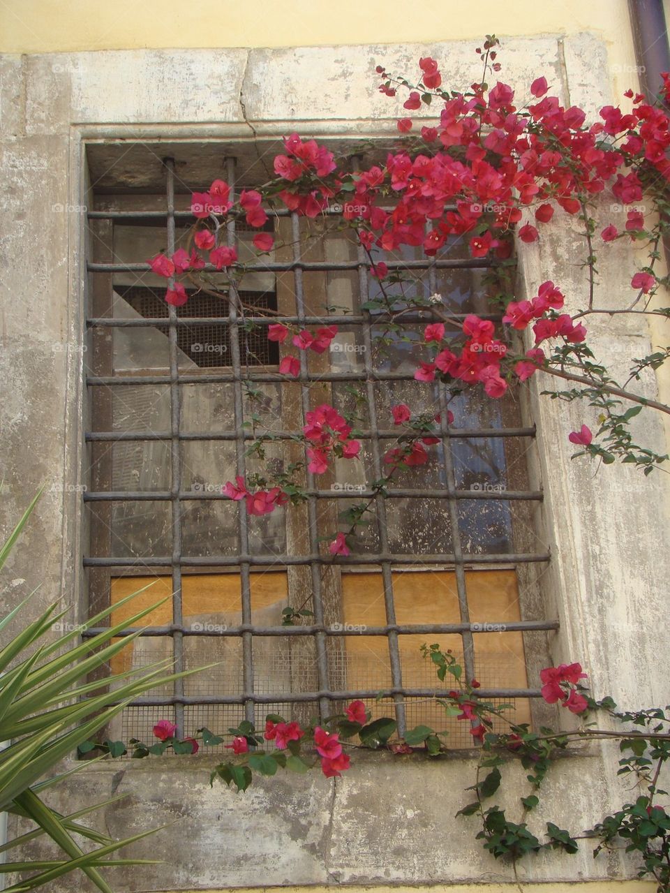 Italian street window