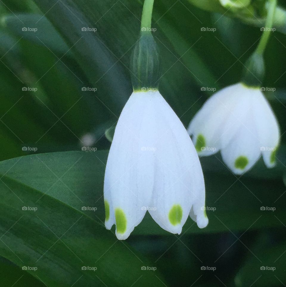 Spring snowflakes II