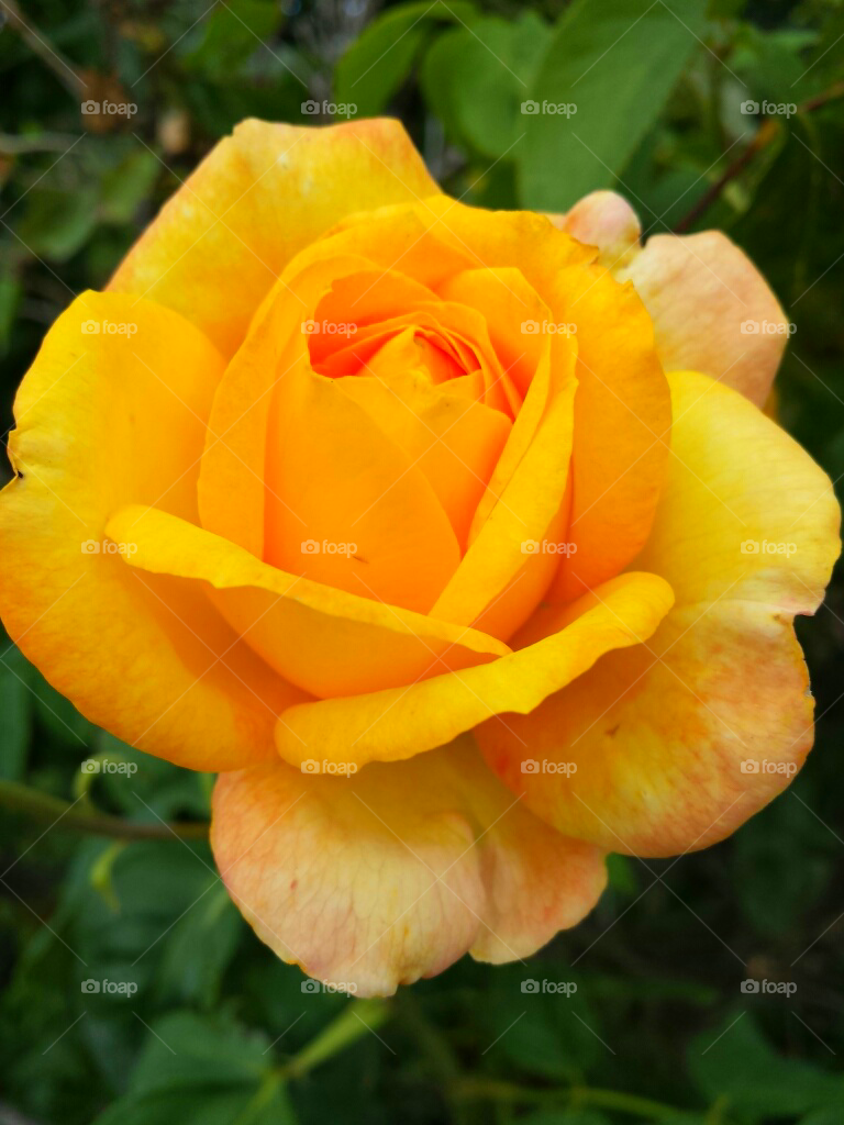 Yellow Rose