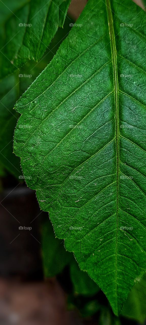 This is macro photography. In 
this photo I captured a beautiful macro leaf, green leaf