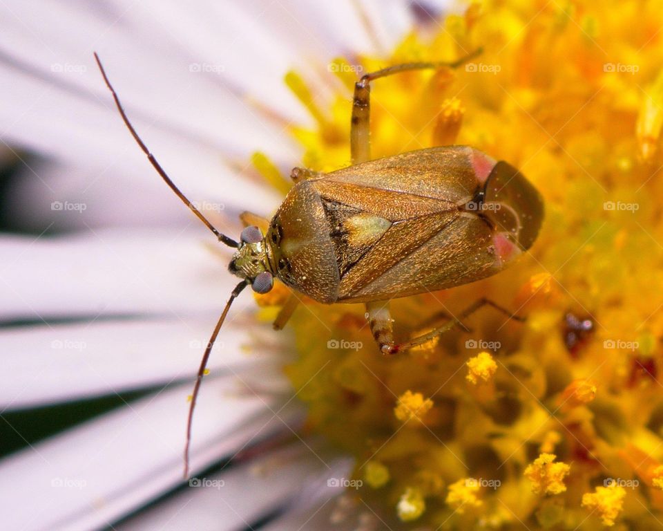 Early spring bug enjoying sunshine on a flower