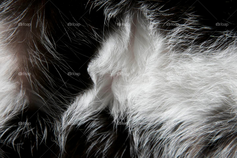 close white black cat by stephenkirsh