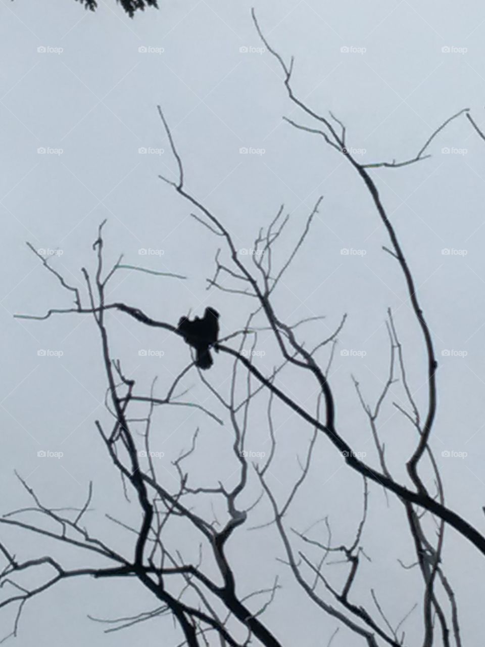 Bird, Tree, Crow, No Person, Silhouette