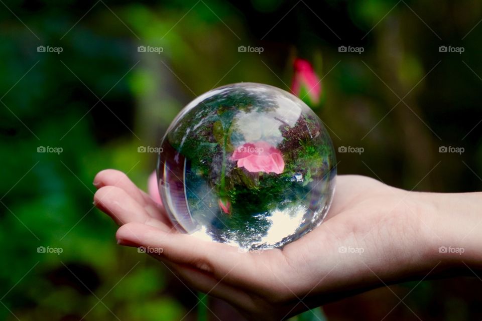 A rose in lensball.