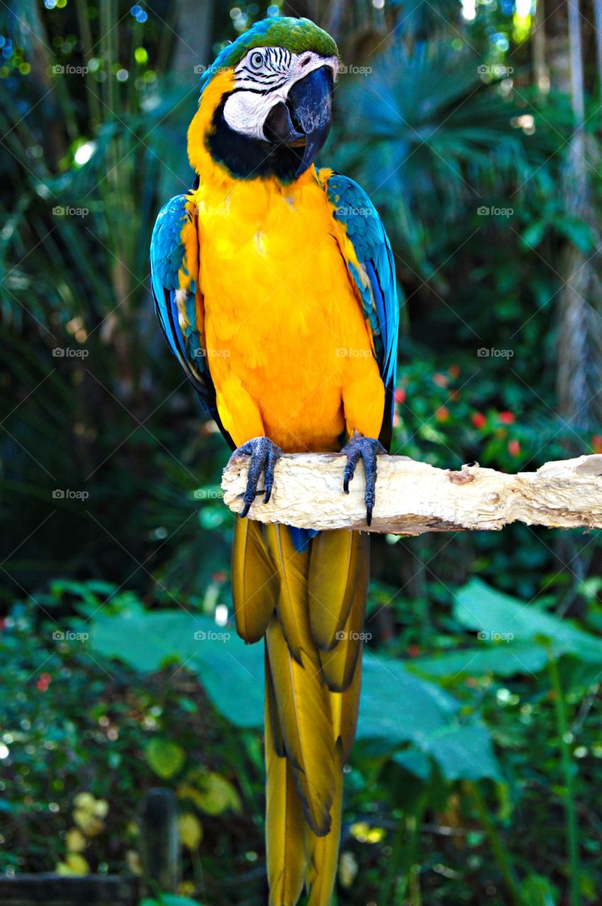 The bird perching on tree branch