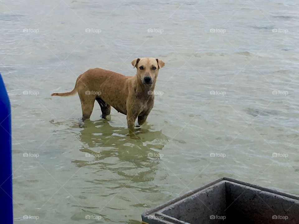 Dog standing in the ocean