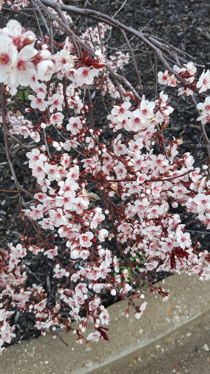 Blooming flowers on tree branch