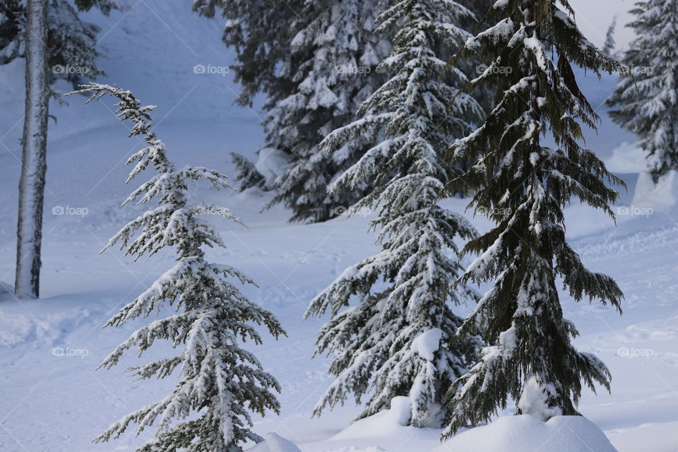 Tree young fir threes on the mountain  in winter