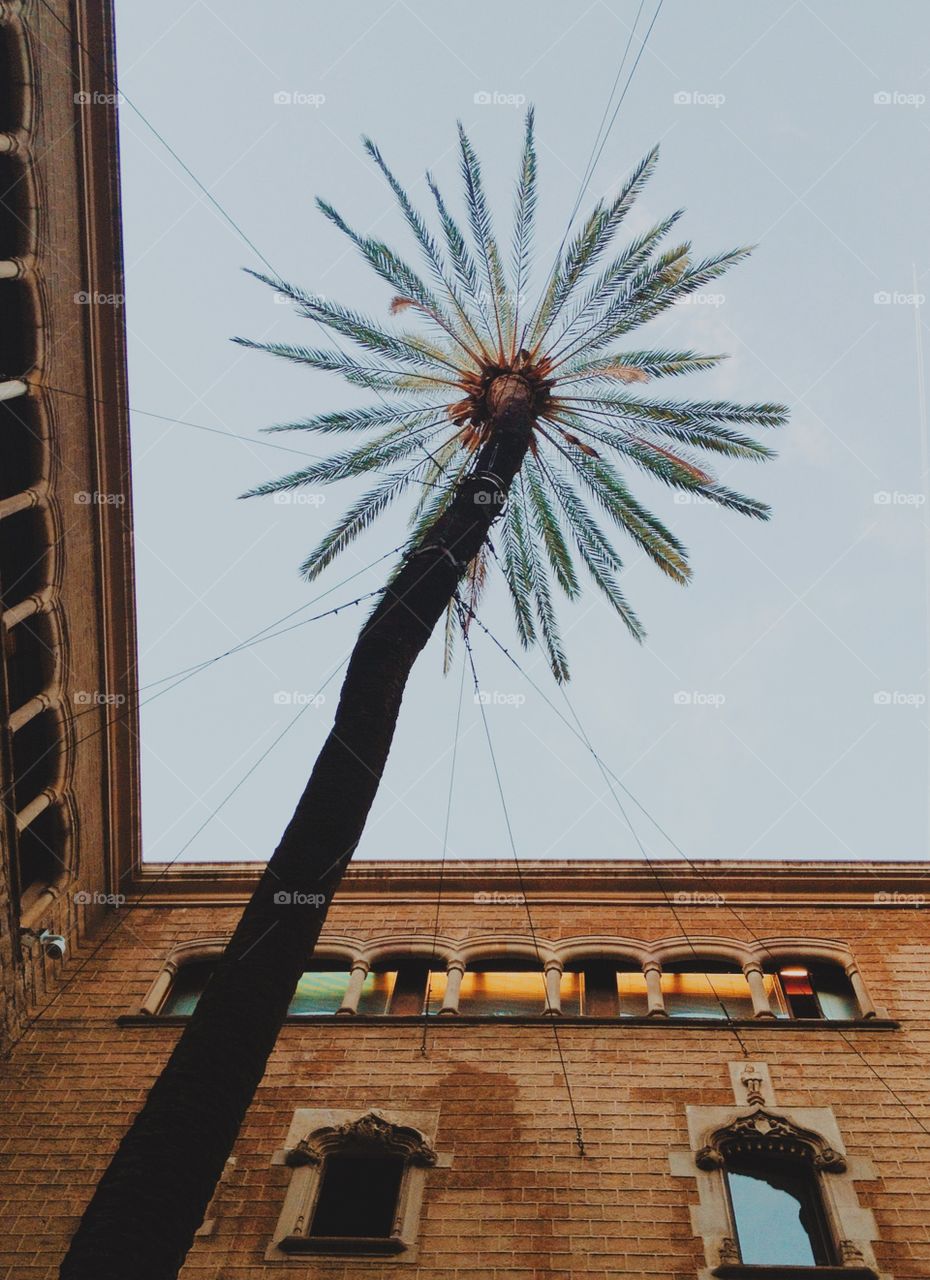 Looking up in Barcelona