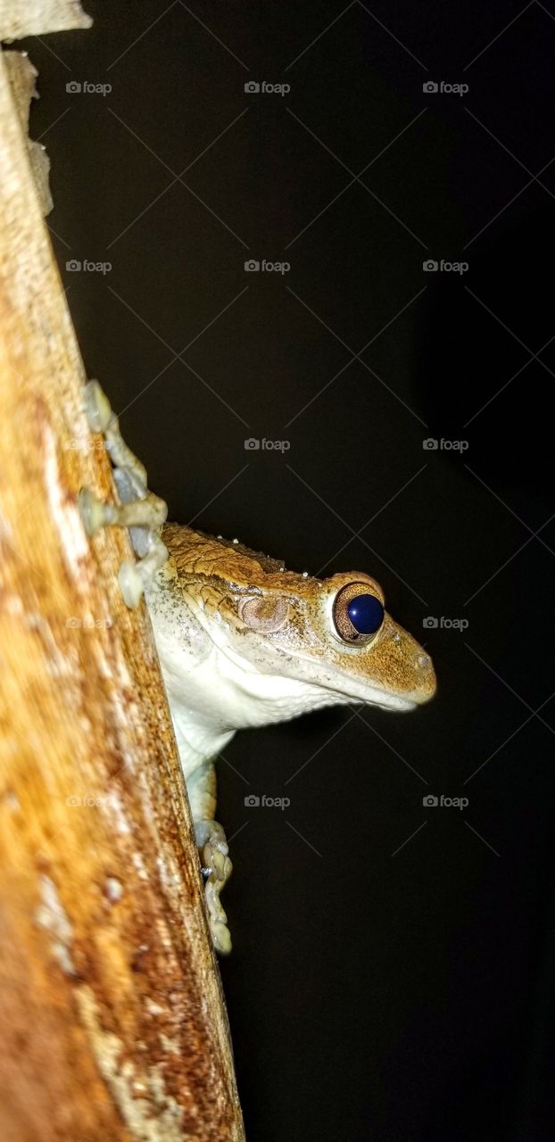 Tree frog at night