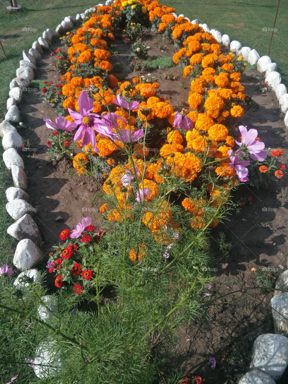 plant potraits flower lover blossoming trees amazing atmosphere environment clean and fresh Air photography
 📸 muneeb bhat