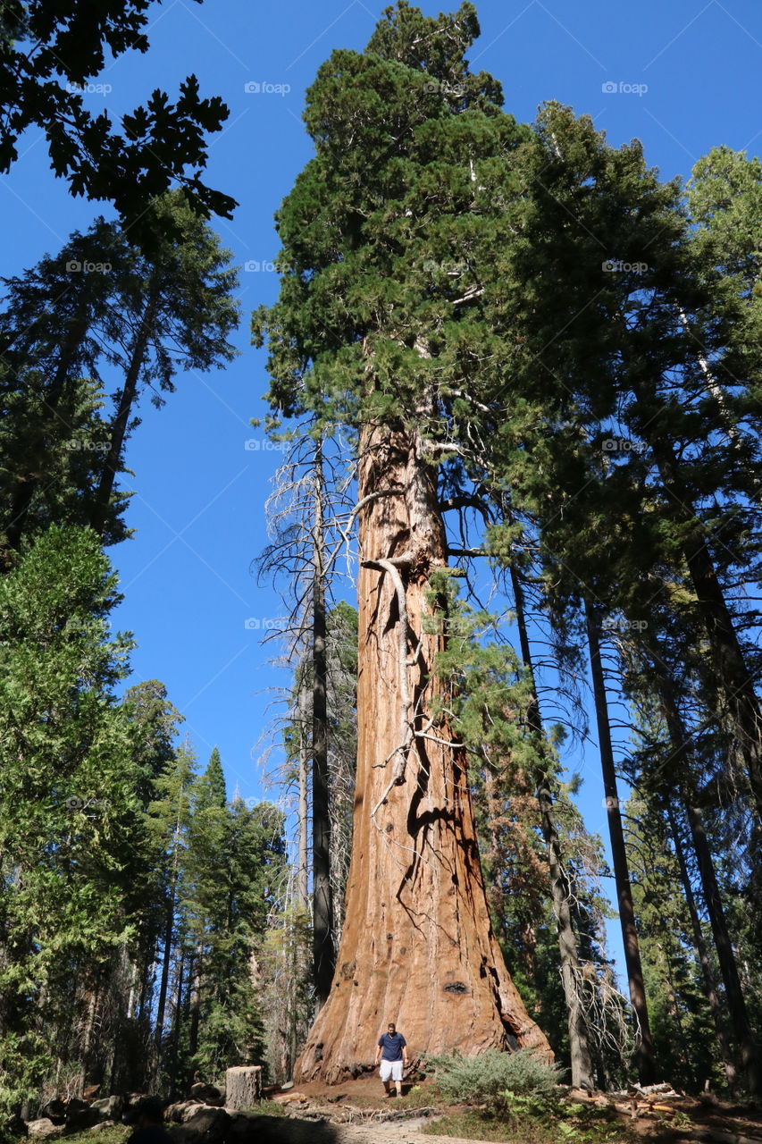Among the Sequoias 