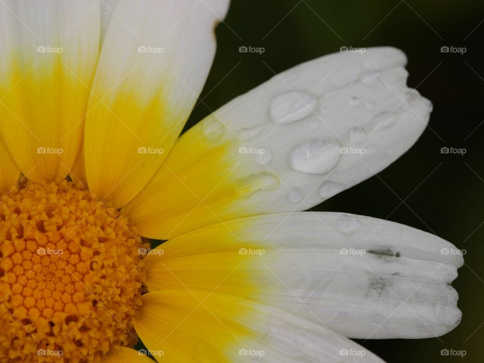 Beautiful macro daisy with raindrops 