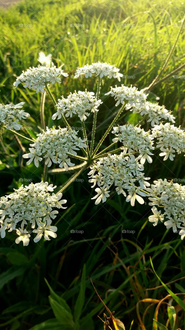 white wild flowers sunset