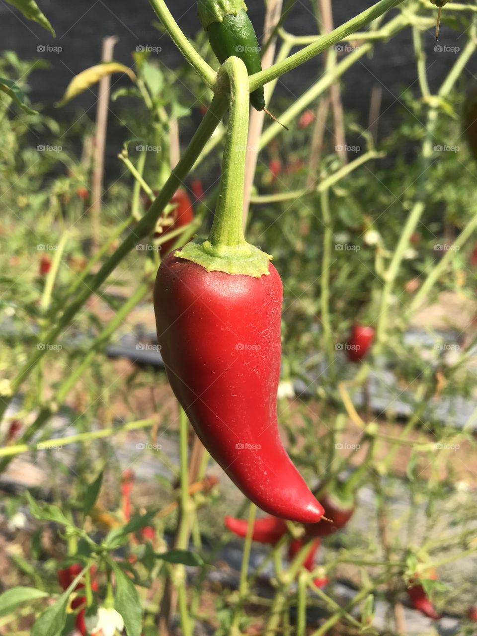 Capsicum flutescens Linn.