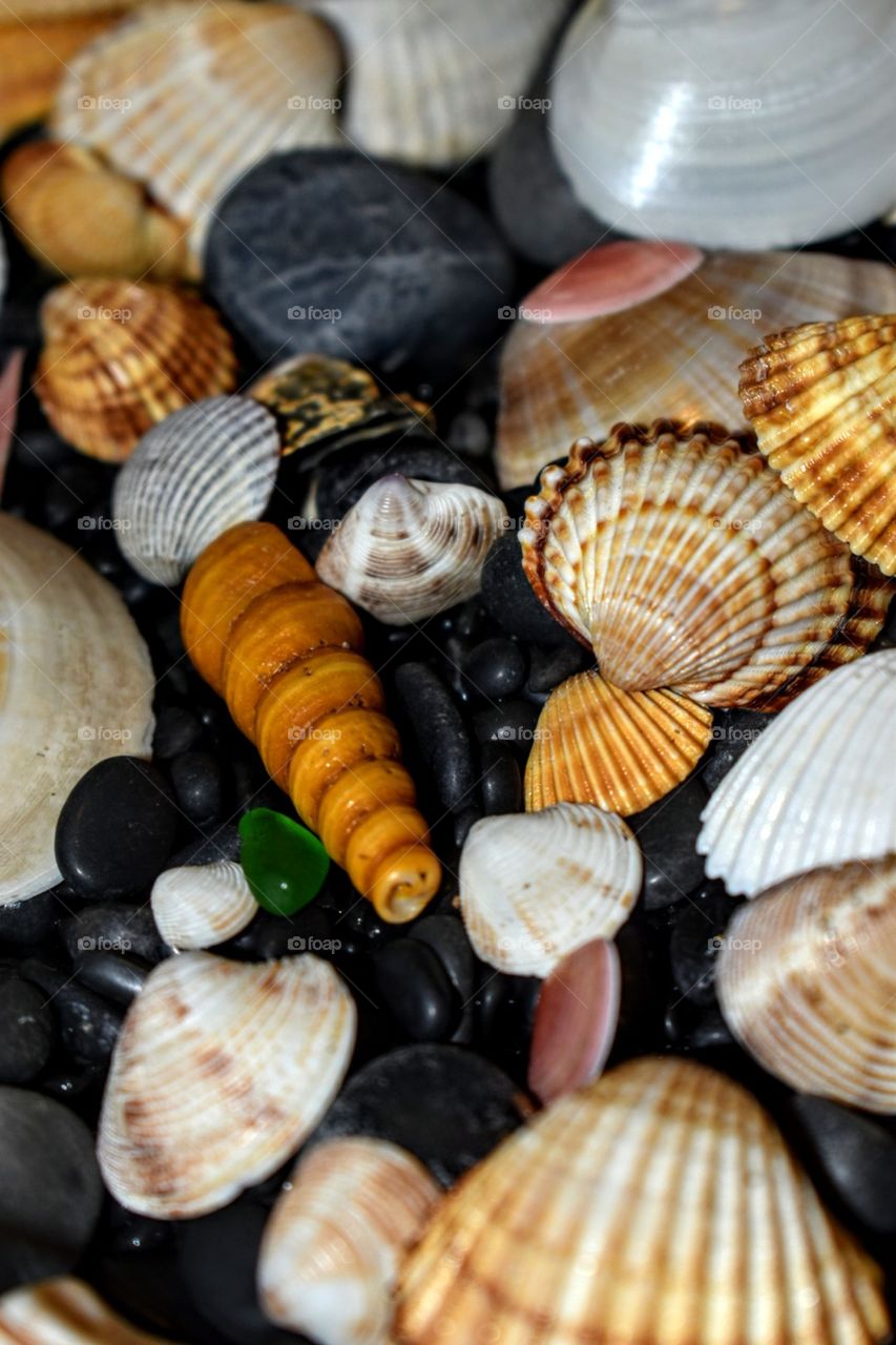 Sea shells