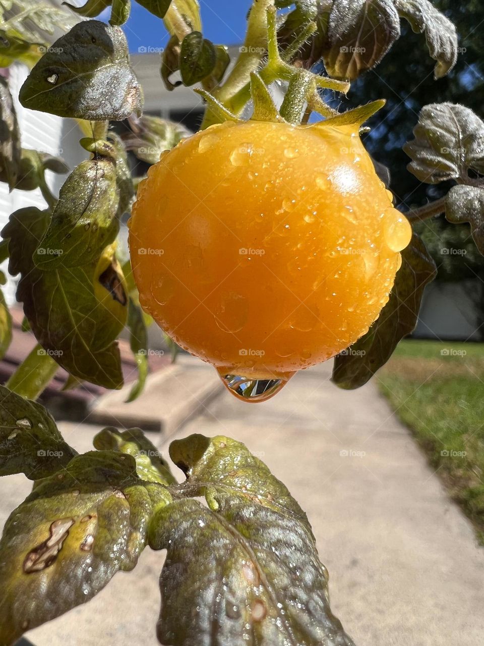 Droplets of liquid on a fruit on plant