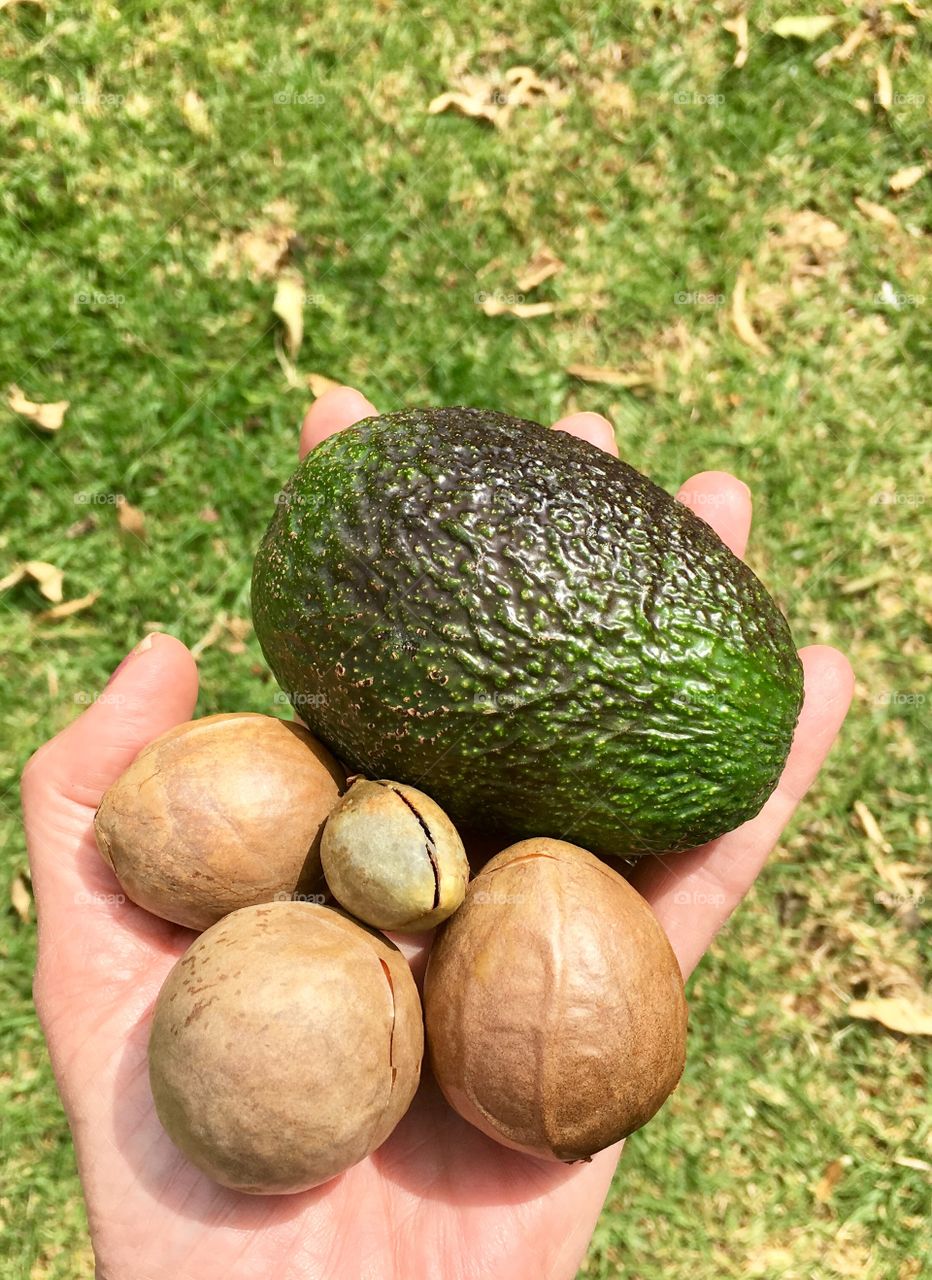 Avocado with variety of sizes of avocado seeds ripe, green, organic, held in human hand outdoors, healthy food ingredient for cooking baking, good fats and essentials, Keto diet friendly