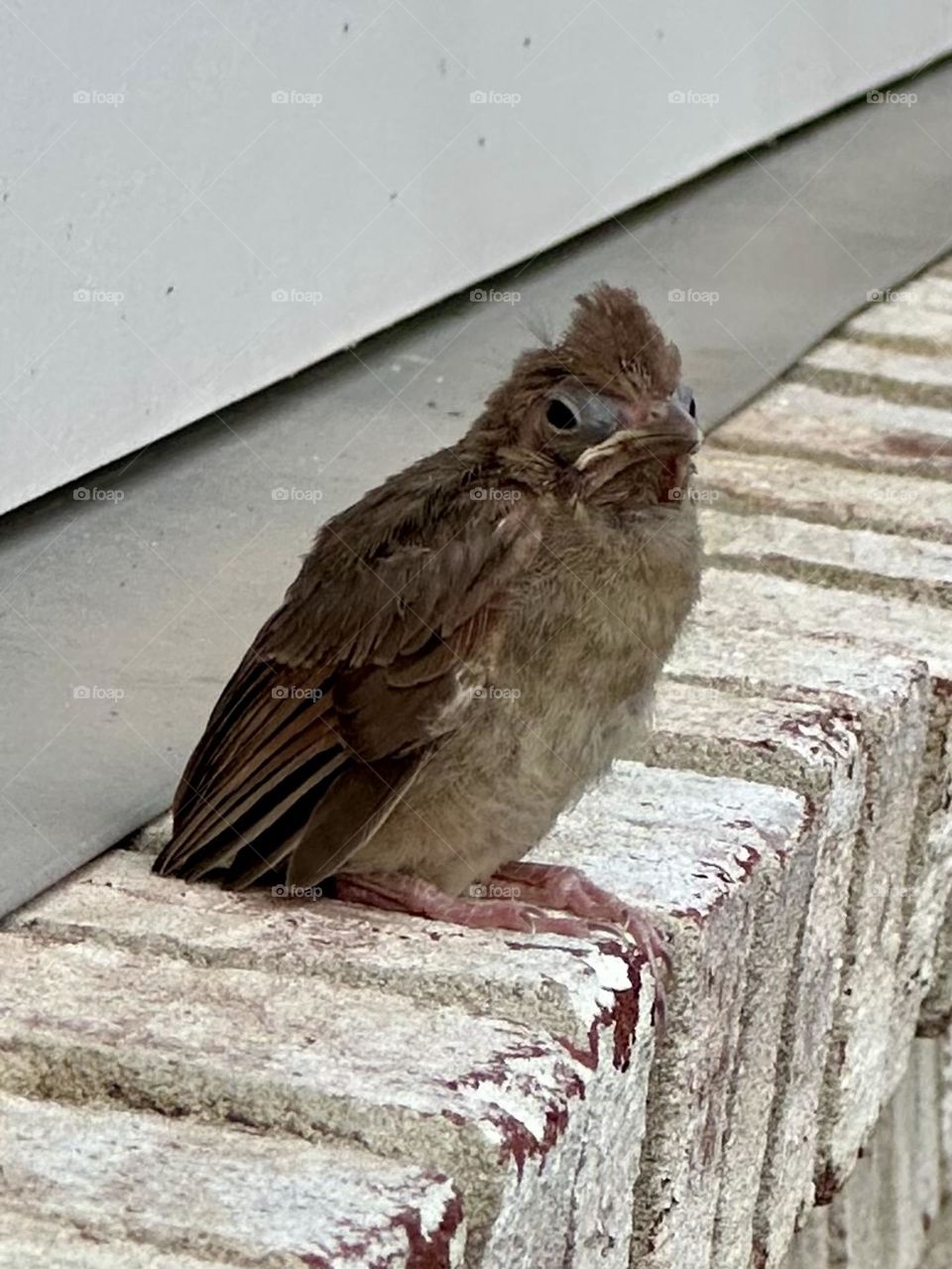 Baby sparrow bird molting backyard visitor on a summer evening nature close up with iPhone 14 zoom