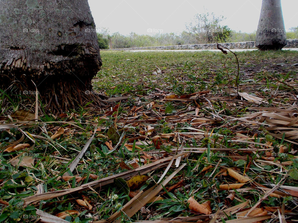 View from the bottom . Palm trees 