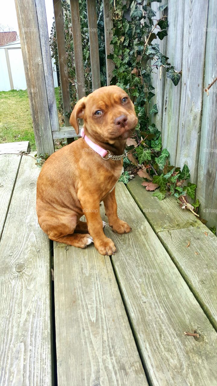 Muffins sitting Pretty and smiling for the camera!
